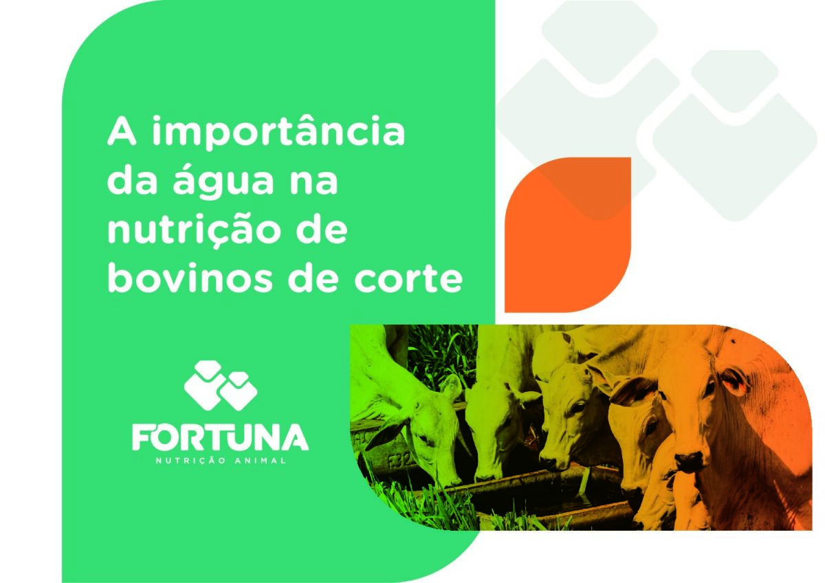 Infográfico - Importância da água na Nutrição de Bovinos de Corte